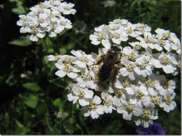 bee on white cluster flower