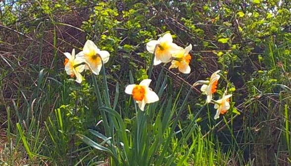 daffodilsbeaconhillpark