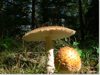 Mushroom64