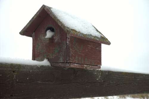 my birdhouse