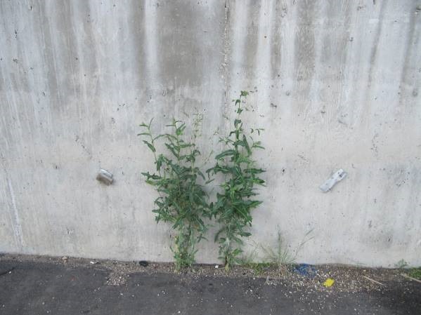 weeds1