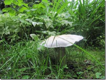 white_mushroom